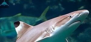 В Крыму появятся огромные акулы из Тихого океана