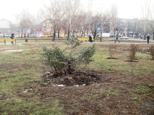 На площади Независимости вандалы срубили ель. Фото - odessa.ua