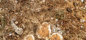 Застройщики сквера в одесской Аркадии ответят в прокуратуре за 85 убитых деревьев