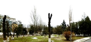 Бизнесмена, уничтожившего сквер в одесской Аркадии, оштрафовали