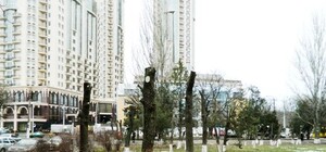 Бизнесмены заплатят еще 20 тысяч гривен за вырубку деревьев в одесской Аркадии