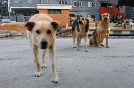 В Одессе отравили бездомных собак. Фото - tvoya-gazeta.com