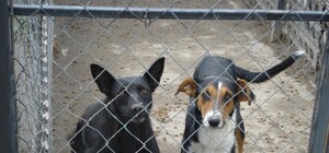 С понедельника в Симферополе стали снова отлавливать собак: 