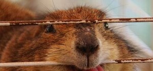 Одесский сурок отказался предсказывать приход весны