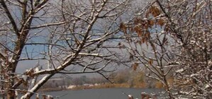 Половина деревьев Донецка находится при смерти