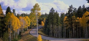 В Беличанском лесу построят дорогу за 15 млн грн