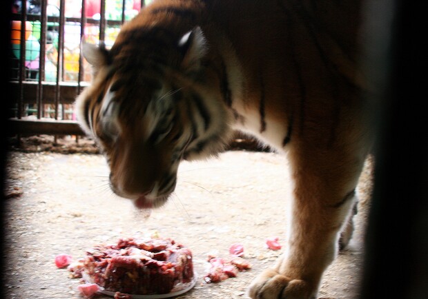 Тигров поженили в зверинце. Фото: пресс-служба зоопарка.