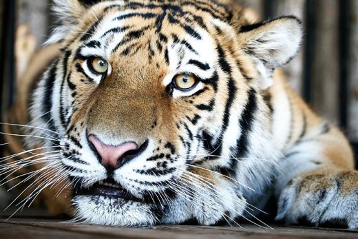 В Одессе тигр напал на посетителя. Фото - misto.odessa.ua 