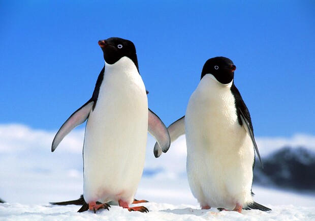 В Одессе поселятся пингвины.
Фото - fresher.ru 