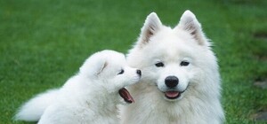 В Макеевке завелись уникальные собаки-самоеды