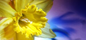 Что хотят получить женщины на 8 марта