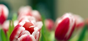 Поздравления с 8 марта: СМС и стихи