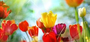 Лучшие поздравления с 8 марта: СМС, стихи и пожелания