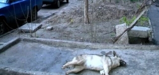 Собак отравили на поселке Котовского. Фото - timer.od.ua