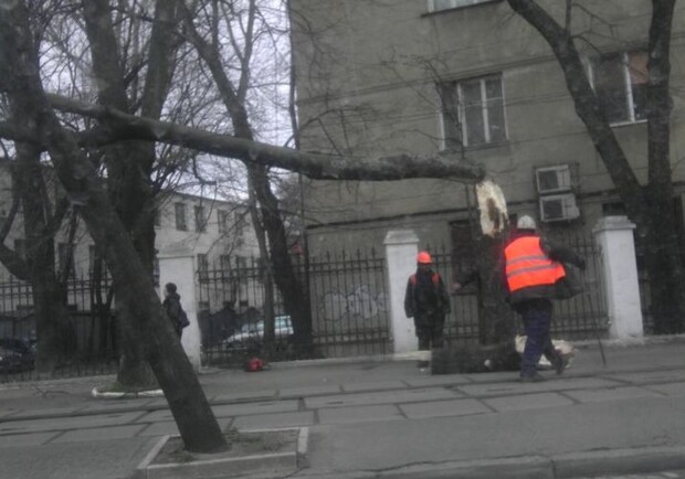 На Французском бульваре повалилось дерево. Фото: forum.od.ua