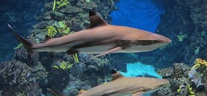 В Евпатории поселились две тихоокеанские акулы