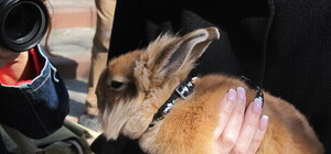 Как в Харьковском зоопарке готовятся к кроличьим бегам