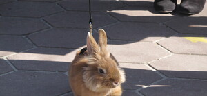 Завтра в зоопарке пройдут кроличьи бега и взятие ими барьеров