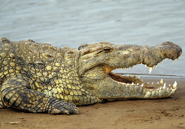 3 года назад здесь выловили крокодила. Фото: namambe.ru
