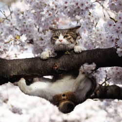 Мужчина попал в ловушку, пытаясь снять кошку с дерева. Фото - teletape.info 