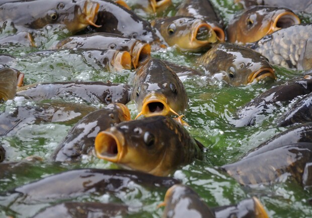 В Одесской области задержали «рыбных» браконьеров. Фото: sxc.hu.