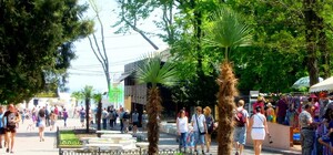 На одесском побережье высадили пальмы