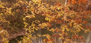 Ставок в центре Донецка превратился в гниющее болото – постарались коммунальщики