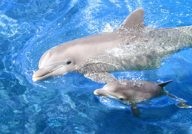 В одесском дельфинарии появился малыш-дельфиненок. Фото: www.oceanology.ru.