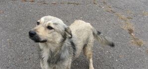 Коммунальщики Донецка будут ловить собак с помощью летающего шприца