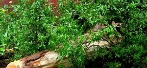 Где в Луганске обещают спилить сухие деревья