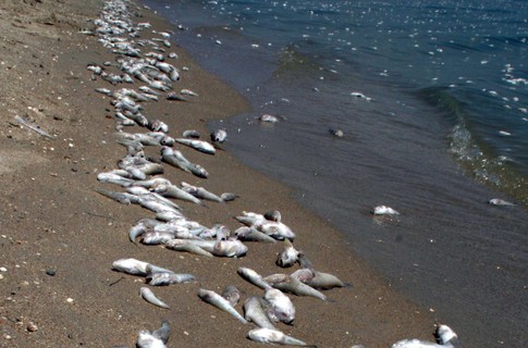 В лимане под Одессой погибло много рыбы. Фото - nikinform.com 