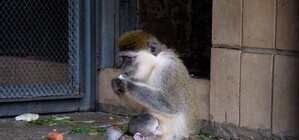 Мартышку в Киевском зоопарке хотят назвать Титушко или Юлией Владимировной