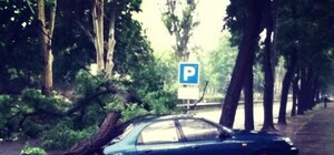 Из-за непогоды обычные деревья превратились в разрушительную силу