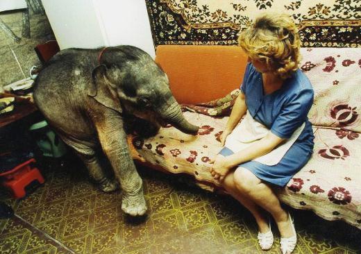 И такое бывало в Одессе со слонами. Фото с сайта: odessa.ua.