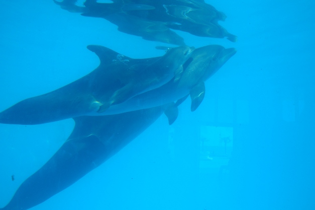 В одесском дельфинарии родился дельфиненок. Фото: volnorez.com.ua
