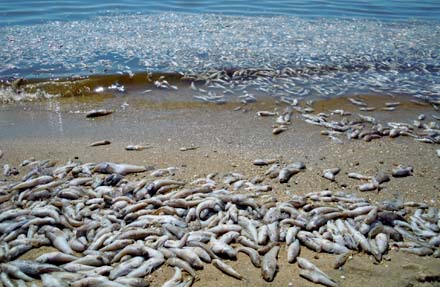 В лимане под Одессой погибла рыба. Фото - prawwwda.com 