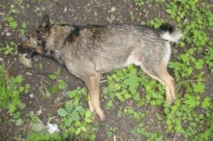 Собак нашли в Киевском районе города. Фото: crimea.kz.