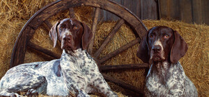 На выходных в Киеве пройдет Всеукраинская выставка охотничьих собак