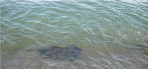 На одесском курорте отдыхающие обнаружили у самого берега настоящего ската