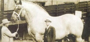 В Донецке поселился единственный в Украине конь-великан