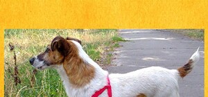 На Севастопольской площади нашли фокстерьера