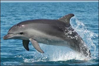 К побережью Одессы приплыли дельфины. Фото - be.convdocs.org 