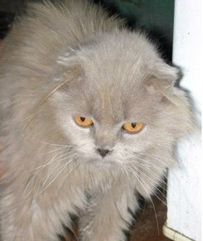 Ищем хозяев: возле 