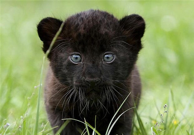 Котята черных леопардов могут быть одноцветными или пятнистыми. Фото: www.liveinternet.ru.