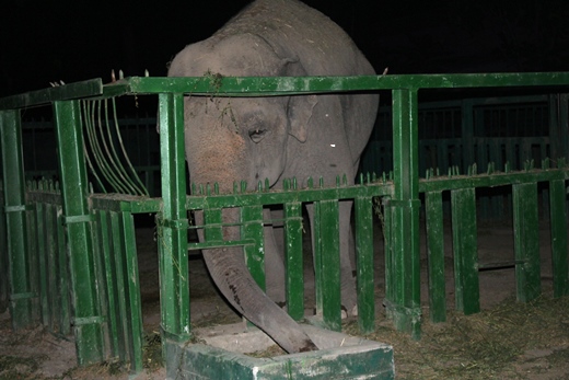 Одесская слониха ужинает поздно. Фото: www.odessa.ua.