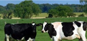 Присяжнюк: В 2014 году Украина планирует начать экспорт мяса в Китай