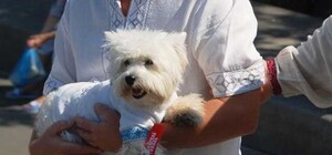 В Одессе даже собачек одели в вышиванки