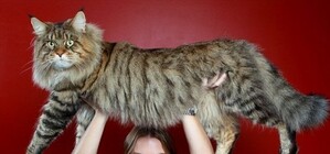 На выходных столичные котолюбители соберутся на выставке кошек во Дворце пионеров