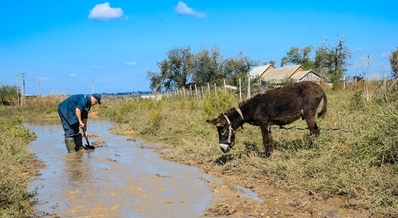 Из луж пьют здоровые животные. Фото с сайта: timer.od.ua.