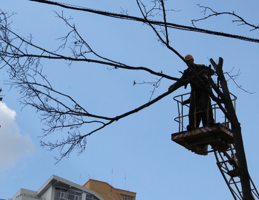 По городу продолжают резать деревья. Фото с сайта: odessa.ua.